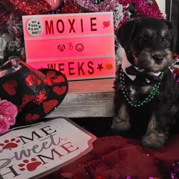 Miniature Schnauzer Puppies from T & A Cali Schnauzer