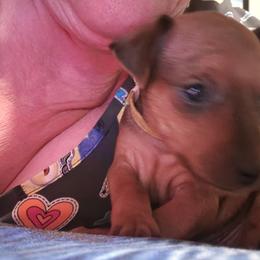 Pink - Stag red female Miniature Pinscher puppy in Phelan, California from Desert Rose Kennel