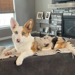 Knox - American Corgi
