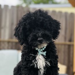 Maui - Black male Poodle puppy in Ohio from Moore Doodles