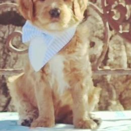 Double Doodle, Goldendoodle, and Labradoodle Puppies from The Doodle Ranch-California