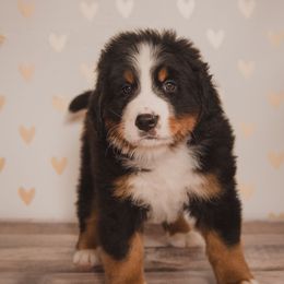Bernese Mountain Dog Puppies from J & J Meadows