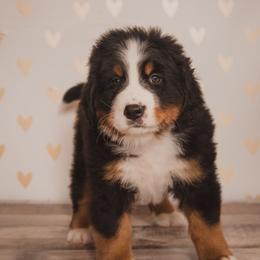 Bernese Mountain Dog Puppies from J & J Meadows