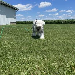 Old English Sheepdog Puppies from Yadah Sheepdogs