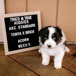 Black tri - Acorn - Black tri-color female Australian Shepherd puppy in Cotati, California from Tried and True Aussies