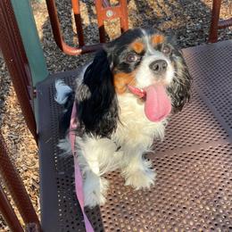 Juniper - Cavalier King Charles Spaniel
