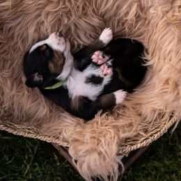 Chippy - Black white and tan male Entlebucher Mountain Dog puppy in Corvallis, Oregon from Feather Farm's Entles