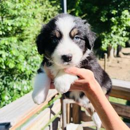 Mopsy - Black tri-color female Australian Shepherd puppy in Mckenzie, Tennessee from Whispering Iris Aussies