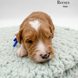 Reese - Red  male Goldendoodle puppy in Sunman, Indiana from Brunsman Country Doodles LLC