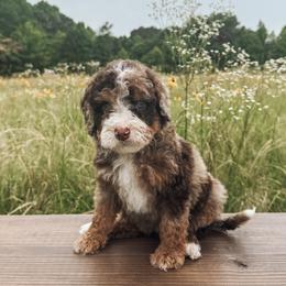 Bernedoodle and Golden Mountain Doodle Puppies from Tilley's Southern Doodles