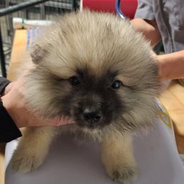 PINK COLLAR - Black and silver female Keeshond puppy in Fayetteville, Tennessee from Erbekees-Keeshonden