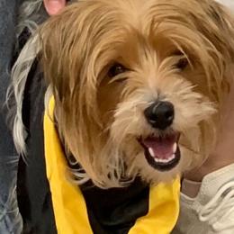 Bella - Yorkshire Terrier