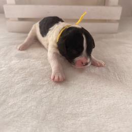 BabyRuth - Black and white female Bernedoodle puppy in Luana, Iowa from Country View Bernedoodles and Goldendoodles