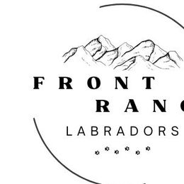 Labrador Retrievers from Front Range Labradors LLC