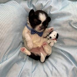 Linus - Brindle and white male Shih Tzu puppy in Springboro, Ohio from Shih Tzus of Springboro LLC.