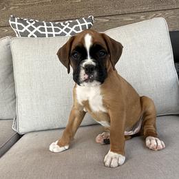 Boxer Puppies from The Holistic Boxer