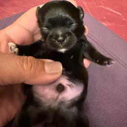 Boy 1 - Brindle male Shih Tzu puppy in Victorville, California from RUMBLE n TUMBLE