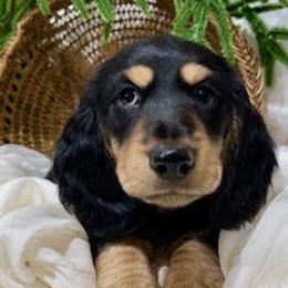 Dachshund Puppies from Down The Hill Potterdale