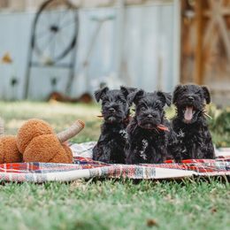 Miniature Schnauzer Puppies from Cedar Ridge Ranch Mini Schnauzers