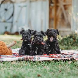 Miniature Schnauzer Puppies from Cedar Ridge Ranch Mini Schnauzers