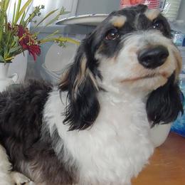 Levi - Dachshund