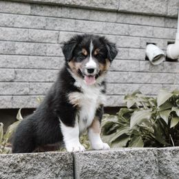 Australian Shepherd Puppies from Danker Farms