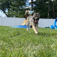 "Mine playing with kiddos" Kishu Ken All Grown Up from Akagawa Roushya