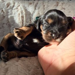 Mojo - Black and tan male Cavalier King Charles Spaniel puppy in De Soto, Missouri from Blooming Cavaliers