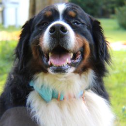 Lucky  - Bernese Mountain Dog
