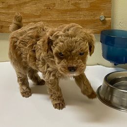 Teddy - Apricot male Poodle puppy in Lompoc, California from Canyon Spring Ranch Poodles