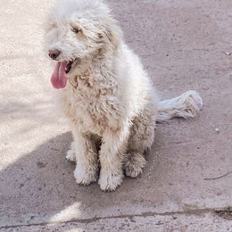 Jane - Parti Goldendoodle puppy in Texas from Nolie Doodles
