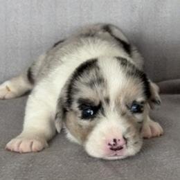 Girl 3 - Blue merle and white female Cardigan Welsh Corgi puppy in Huntington Beach, California from Gingerbread