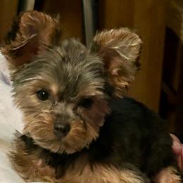 Abby - Chocolate, tan and white female Yorkshire Terrier puppy in Kingston, Oklahoma from Lake Life