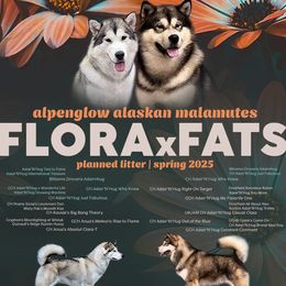 Alaskan Malamute puppies from Alpenglow Alaskan Malamutes