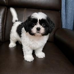 Jack - Black and white male Shichon puppy in Ronda, North Carolina from Willow River
