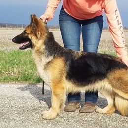 Camille - German Shepherd