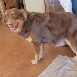 Kimber - Miniature Australian Shepherd