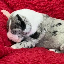 Mantle merle boy - Merle male Great Dane puppy in Westville, Florida from Boulder View Danes
