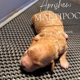 Centurion - Cream male Maltipoo puppy in Weatherford, Texas from Aprishew Maltipoo