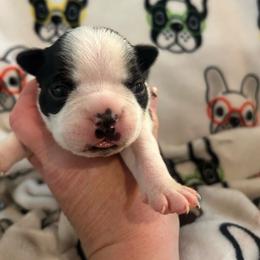 Teetet - Black and white female Boston Terrier puppy in Whittemore, Michigan from Woof Pack