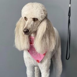 Poodles from Magnolia Scarlette Poodles