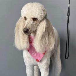 Poodles from Magnolia Scarlette Poodles