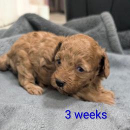 Rosie - Red  female Poodle puppy in Panama City Beach, Florida from Little Puppy Love
