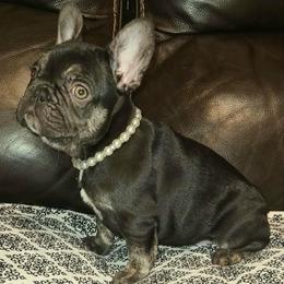 Cocoa - Liver female French Bulldog puppy in Graham, Washington from Kristy's French Bulldogs & Mini Schnauzers