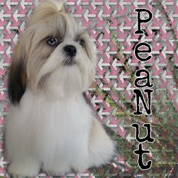 PeaNut - Shih Tzu