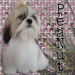 PeaNut - Shih Tzu