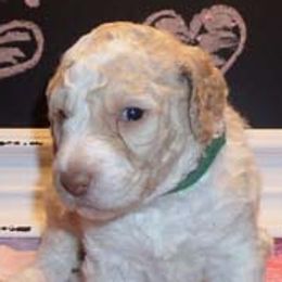 Poodles from Betty’s poodles