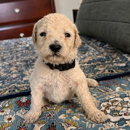 Black Collar Female - White female Poodle puppy in Screven, Georgia from Dreamland Standard Poodles