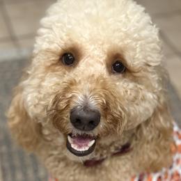Goldendoodles from Magdoodles