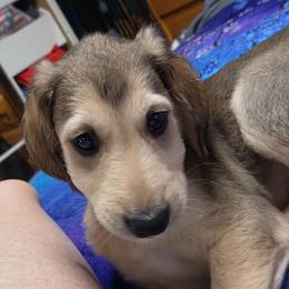 Enzo - Black and tan male Afghan Hound puppy in Watsonville, California from Summerbrook Afghans
